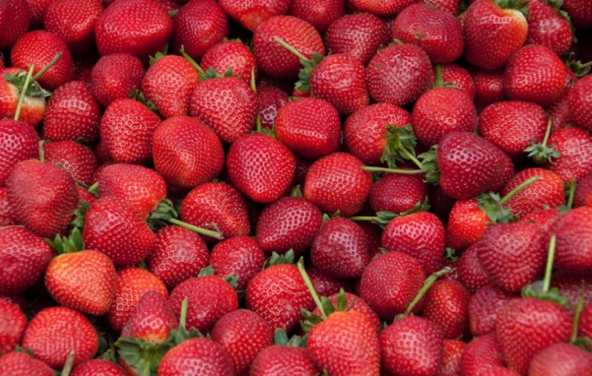 Clay County Strawberry Fest Edible Northeast Florida